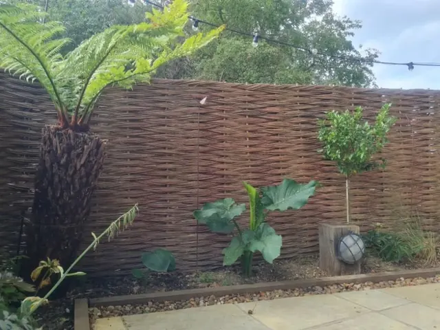 Woven willow hurdle fencing behind a border planted with a tree fern, beside sandstone paving and a timber sleeper edge